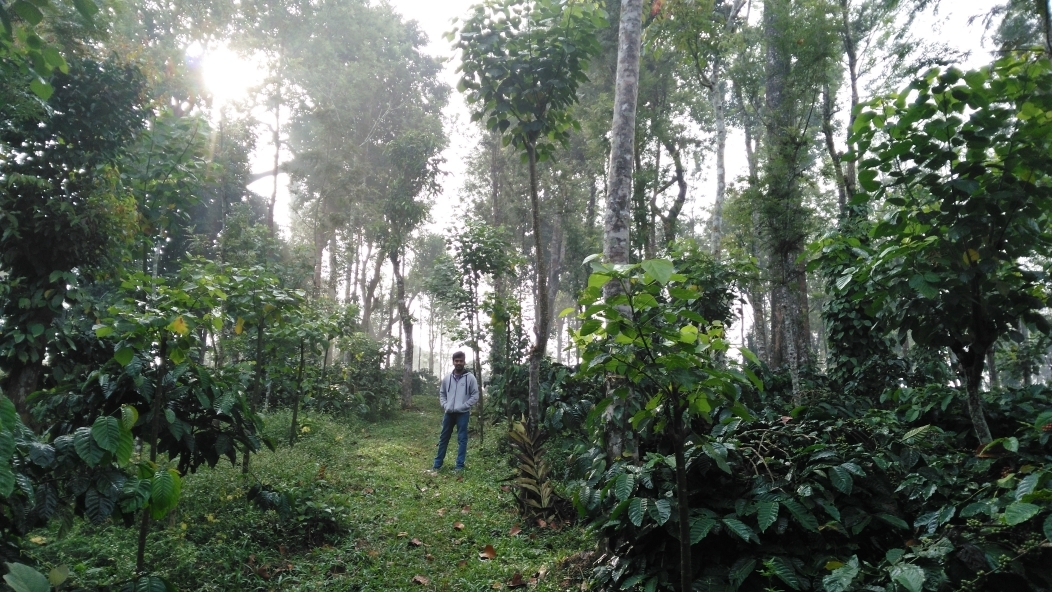 Civet Creek Estate Madikere
